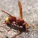 Illustration for article titled These Hornets Have Solar Powered Bodies